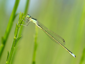 Kleine Pechlibelle, junges Männchen // Wikipedia // Christian Fischer