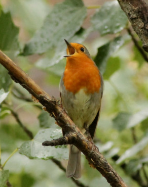 A EUROPEAN ROBIN ('Erithacus rubecula') singing in Madrid (Spain).