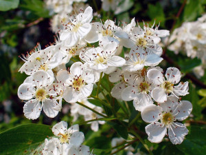 Weißdorn Blüten_Wikipedia_H Zell