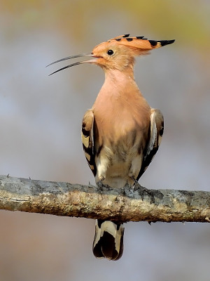 Foto 1 Wiedehopf Wikipedia Shantanu Kuveskar 300x400 Vogel des Jahres 2022