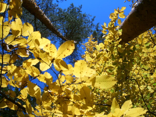 Herbstimpressionen