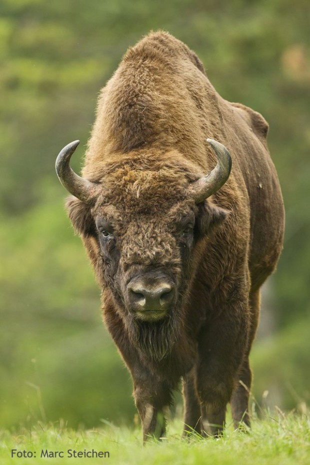 Wisent: Copyright: Wikipedia/ Marc Steichen