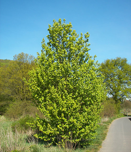 Feldahorn (Baum) // Willow – Wikipedia