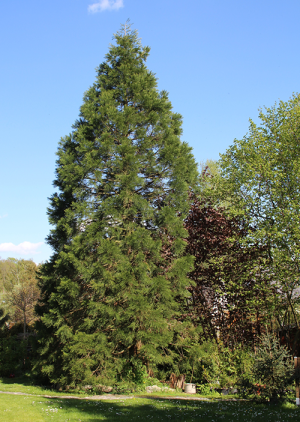 Gartenoase - Sequoiadendron giganteum Mammutbaum / BA Konrad Spindler
