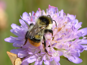 Bunte Hummel, Männchen auf Acker-Witwenblume // Autor: Ivar Leidus (Wikipedia)