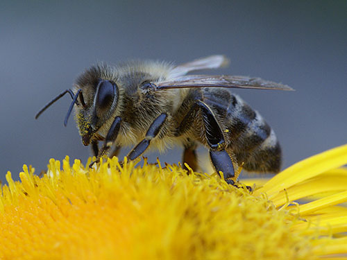 Biene beim Pollensammeln BA; VDN/Max Paternoster und VDN/ Sonja Haase
