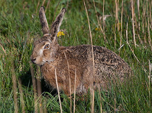 Der Feldhase lebt in abwechslungsreichen Feldfluren, Bildquelle MOdmate / Wikipedia