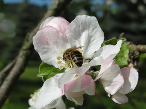 Biene in einer Apfelblüte, BA Marion Zapf