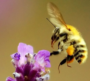 Honigbiene mit Pollenhöschen, BA VDN, Udo Stamm
