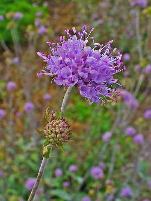 Succisa pratensis, Wikipedia: H. Zell (Llez)