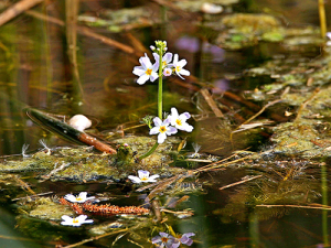 Wasserfeder mit Blütenständen / Wikipedia Frank Liebig