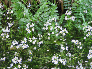 Wasserfeder mit Blüten / Wikipedia Marco Schmidt