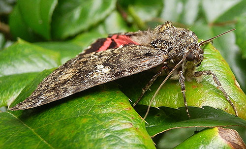 Rotes Ordensband // M. Großmann / pixelio.de