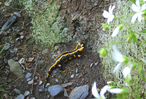 Feuersalamander, BA Brita Graumann