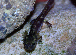 Feuersalamander im Larvenstadium, BA Simbyte/Wikipedia