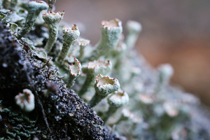 Finger-Scharlachflechte // Susen Reuter