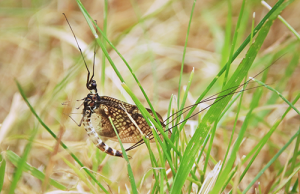 Dänische Eintagsfliege // Susen Reuter