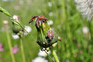 Pyrrhocoris apterus, Dolycoris baccarum (Heteroptera), BA Susanna Streberova