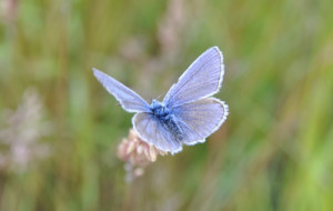 Polyommatus icauru, Bläuling, BA Susanna Streberova