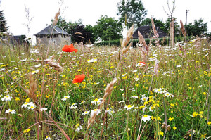 Untersuchte Fläche in Gahma mit vielen interessanten Arten: Papaver rhoeas, Leucantheum vulgare, Lotus corniculatus und Poaceae. BA Susanna Streberova