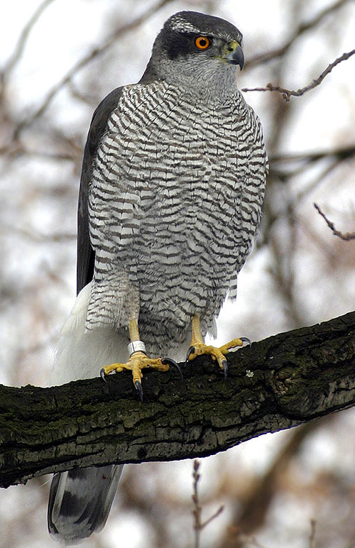 Erwachsener Habicht, BA Norbert Kenntner, Berlin, Wikipedia