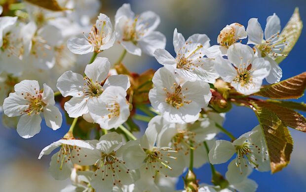 Kirschblüten