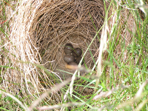 Feldlerche_Nest // Wikipedia // Matthias Buschmann