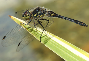 Schwarze Heidelibelle, Männchen // Wikipedia // Friedrich Böhringer