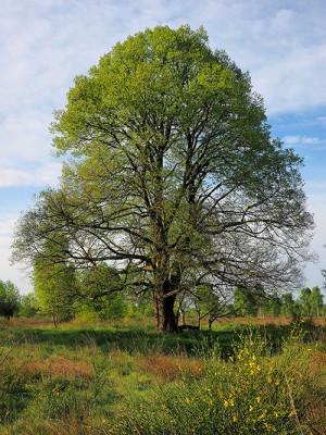 Winterlinde  // Autor: A. Roloff