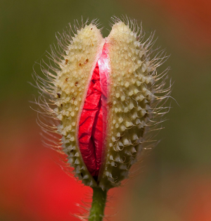 Klatschmohn/Wikipedia Tony Hisgett