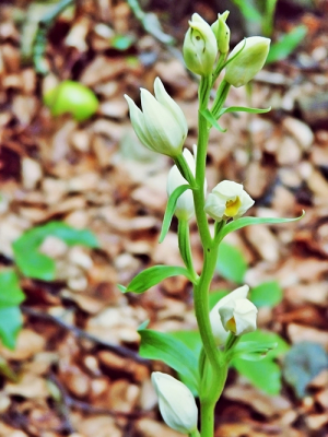 Weißes Waldvöglein, BA Susen Reuter Weißes Waldvöglein, BA Susen Reuter