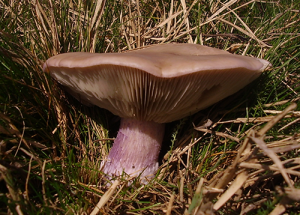 Lilastielige Rötelrittering // Autor: Paffka (Wikipedia)