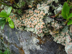 Icmadophila_ericetorum_Wikipedia_Tigerente