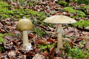 Grüner Knollenblätterpilz // Wikipedia // H. Krisp