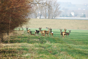 Reh/Wikipedia Vera Buhl