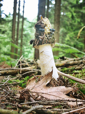 Stinkmorchel // Wikipedia // Birger Fricke