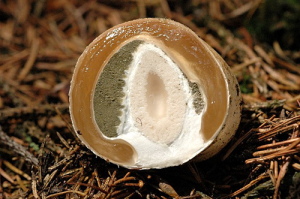 Stinkmorchel // Hexenei durchschnitten // Wikipedia // James Lind