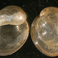 Myxas glutinosa, Foto Wikipedia Francisco Welter Schultes