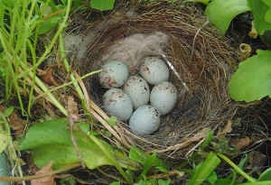 Eigelege, Wikipedia - Autor: bukk