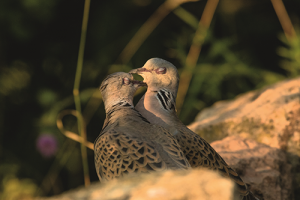 Turteltaube - Pärchen // NABU // Ralf Thierfelder