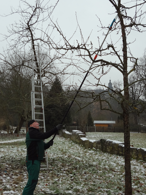 Bernd Lippold bei der Pflege eines Obstbaumes, BA Dirk Hofmann