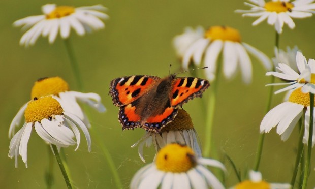 Kleine Fuchs Aglais urticae