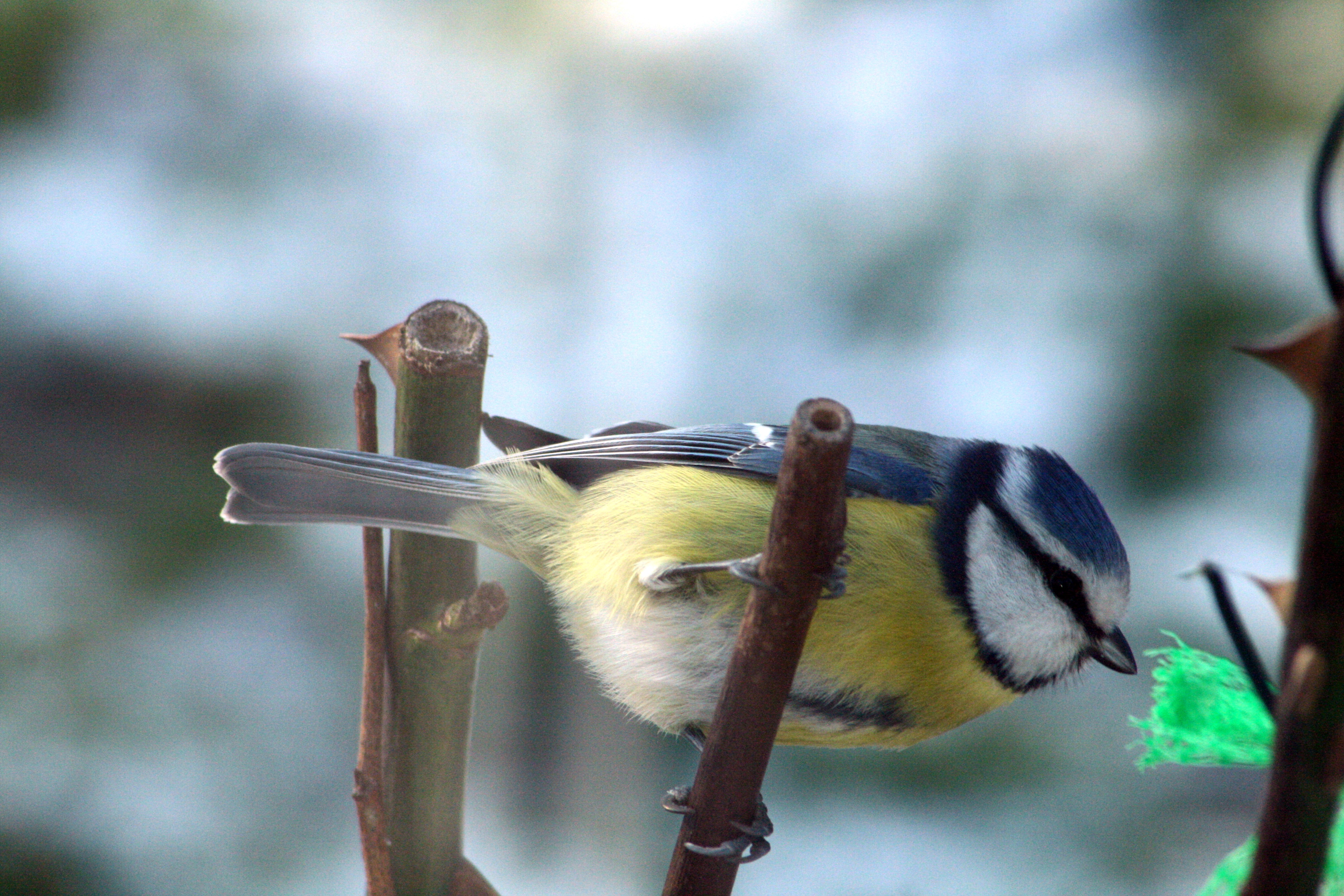 IMG_8102-Blaumeise