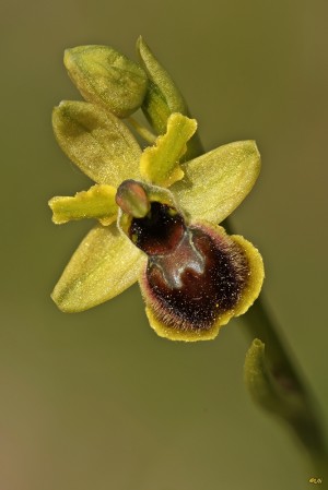 WEBKleine-Spinnen-Ragwurz-Ophrys-sphegodes-ssp.-araneola-01
