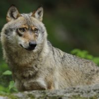 Wolf und Luchs in Deutschland. Hat er in Deutschland eine Chance?