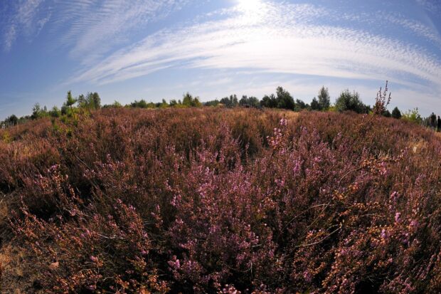 Schönower heide im Naturpark Barnim. © Frank Liebke