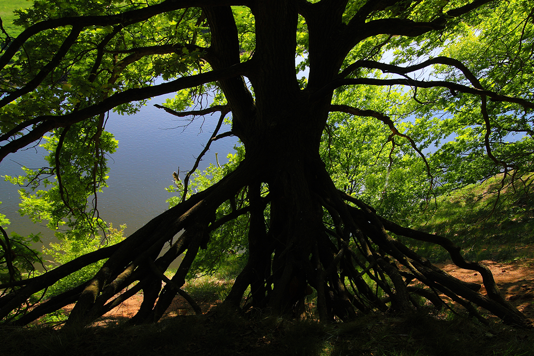 Wurzeln und Äste in tiefe Schatten gehüllt