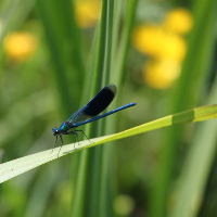 Flora und Fauna im Naturpark Flusslandschaft Peenetal