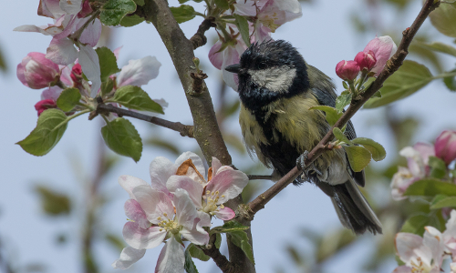 Frühling © VDN/Stanislaus Plewinski