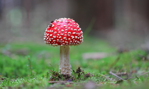 Fliegenpilz © VDN/Brezina Peter